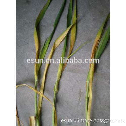 L-Methyl lacate, herbicide's raw material